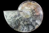 Agatized Ammonite Fossil (Half) - Agatized #91167-1